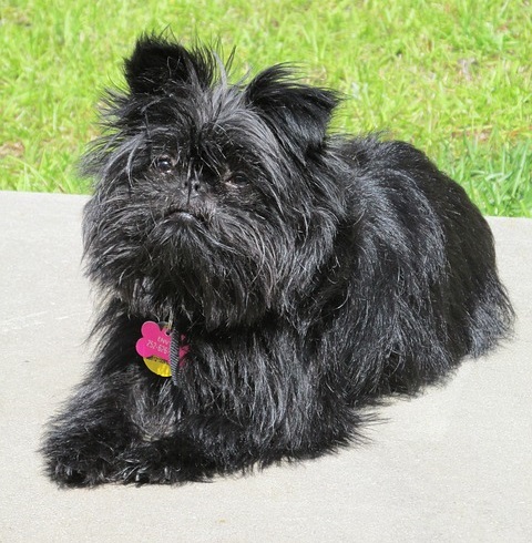 Affenpinscher