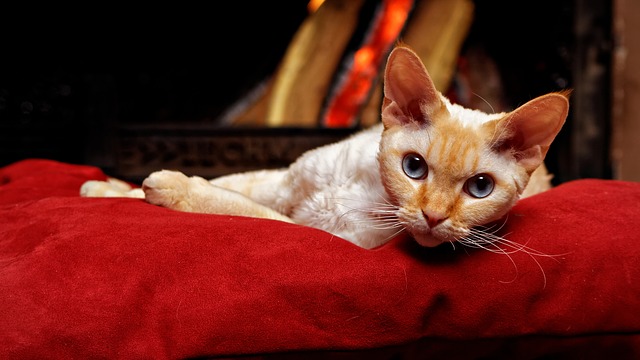 Le Devon Rex