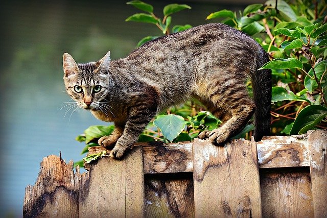 Chat perdu