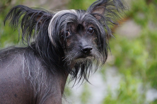 Chien chinois à crête