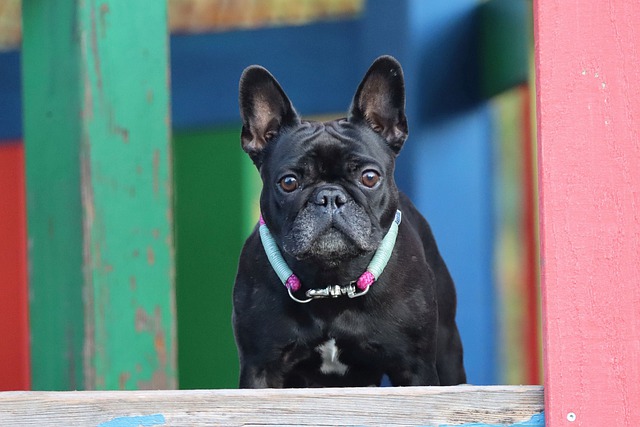 Bouledogue français