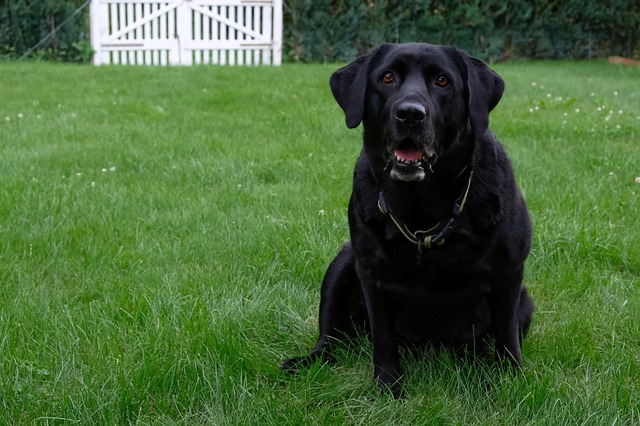 Labrador