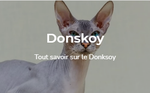 Tout savoir sur la race de chat Donsksoy