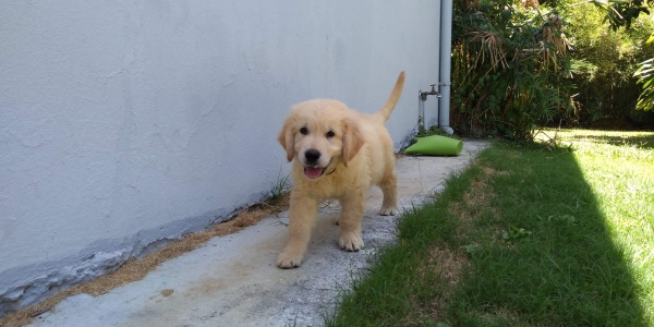 Le Golden Retriever à 2 mois