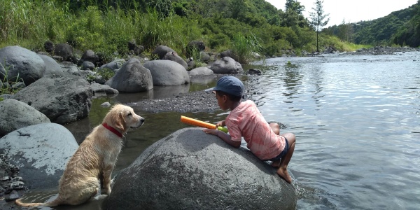 Le travail du Golden Retrierver