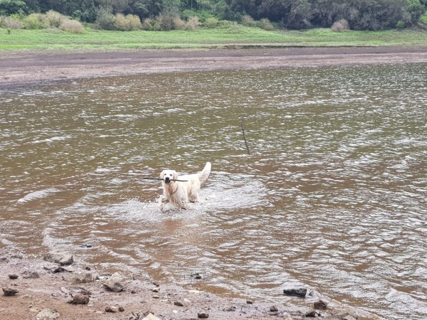 Le Golden Retriever, chien de baignade