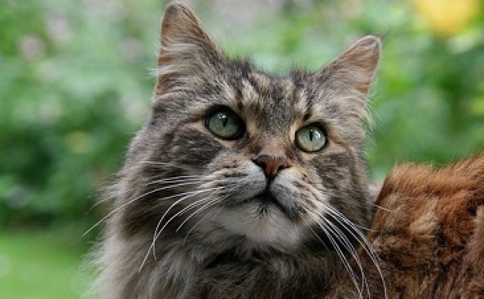Le Maine Coon. Le grand chat aux poils longs AnimalWeb