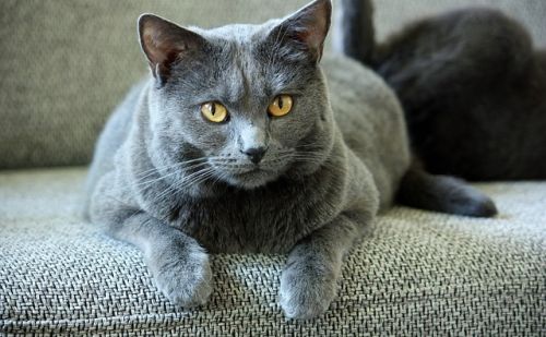 Chartreux Chartreux