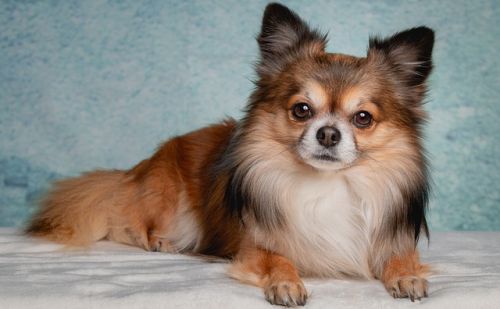 Chihuahua Chihuahua