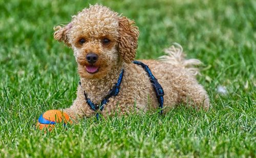 Caniche Caniche
