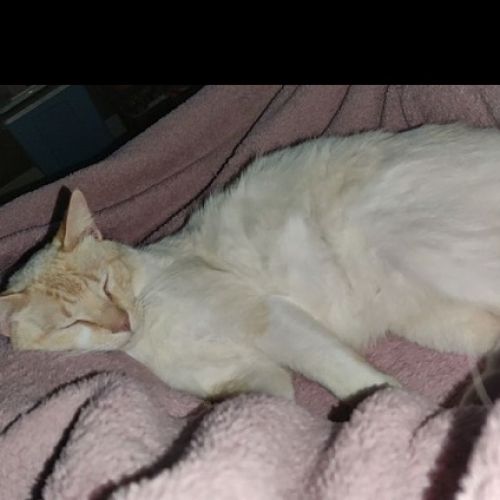 #FR210100 - Chat Perdu #FR210100 - Chat Perdu