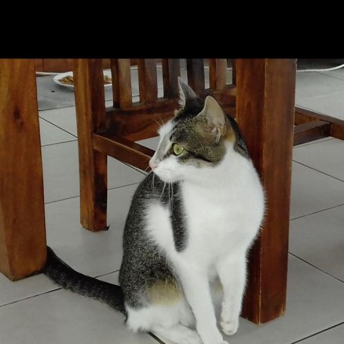 Chat perdu à Le Tampon en France | AnimalWeb Chipie - Chat perdu à Le Tampon en France | AnimalWeb