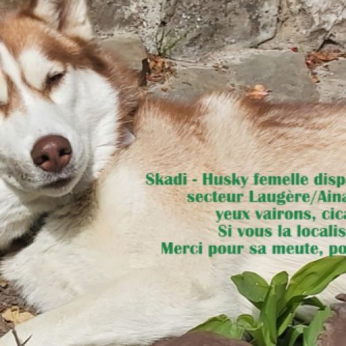 #FR210102 - Chien Perdu