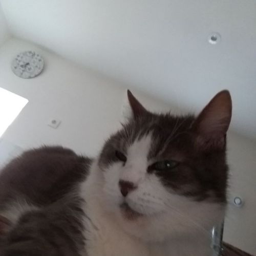 Chat perdu à Beaumont-sur-Oise en France | AnimalWeb Minette - Chat perdu à Beaumont-sur-Oise en France | AnimalWeb