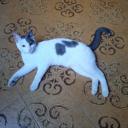 Chat perdu à Sainte Clotilde en France | AnimalWeb Chouquette - Chat perdu à Sainte Clotilde en France | AnimalWeb