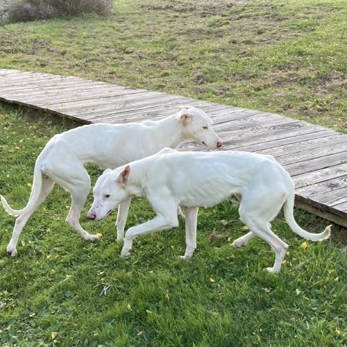 Chiens trouvés à Générac en France | AnimalWeb Chiens trouvés à Générac en France | AnimalWeb