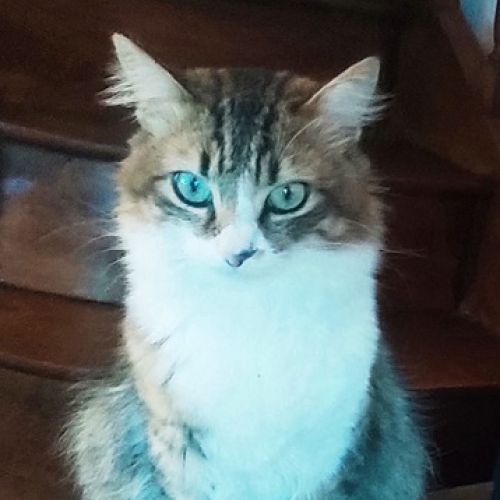 #FR210105 - Chat Perdu #FR210105 - Chat Perdu