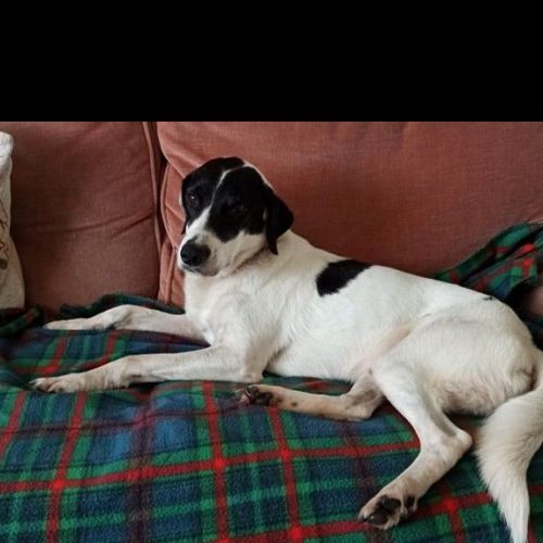 #FR211053 - Chien Perdu - Sainte-Dode | AnimalWeb