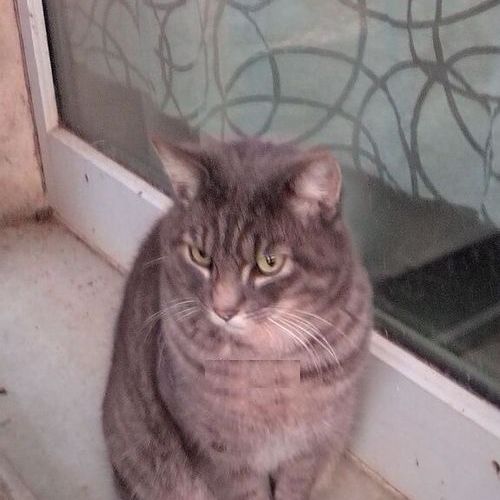 #BE211056 - Chat Trouvé - Cugnaux | AnimalWeb #BE211056 - Chat Trouvé - Cugnaux | AnimalWeb