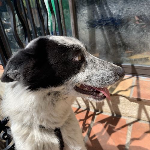 #FR211057 - Chien Perdu #FR211057 - Chien Perdu