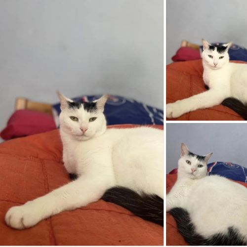 #FR211059 - Chat Perdu - Yerres | AnimalWeb #FR211059 - Chat Perdu - Yerres | AnimalWeb