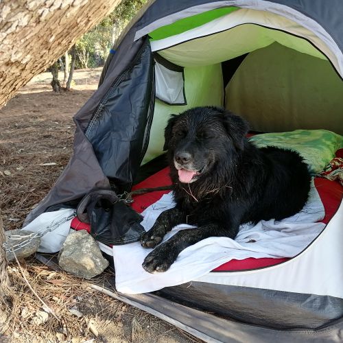 #FR211061 - Chien Perdu - Notre Dame des Puits | AnimalWeb #FR211061 - Chien Perdu - Notre Dame des Puits | AnimalWeb