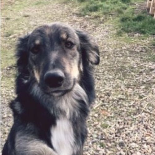 #FR211062 - Chien Perdu - Le Petit-Pressigny | AnimalWeb #FR211062 - Chien Perdu - Le Petit-Pressigny | AnimalWeb