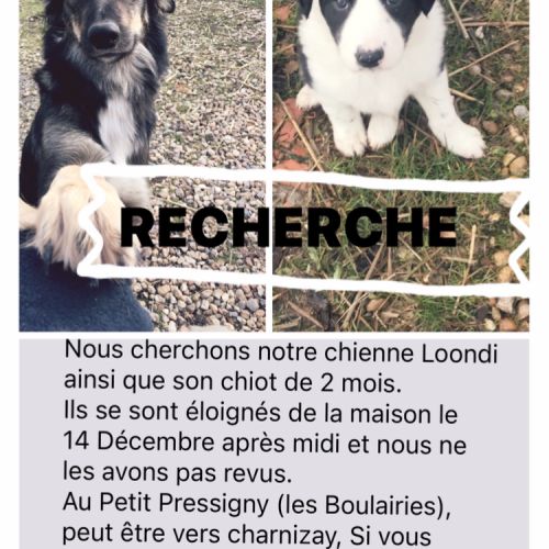 #FR211062 - Chien Perdu - Le Petit-Pressigny | AnimalWeb #FR211062 - Chien Perdu - Le Petit-Pressigny | AnimalWeb