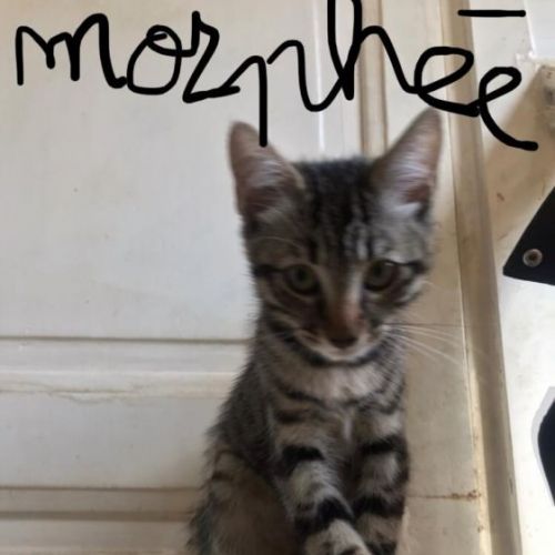#FR211064 - Chat Perdu - Suresnes | AnimalWeb #FR211064 - Chat Perdu - Suresnes | AnimalWeb