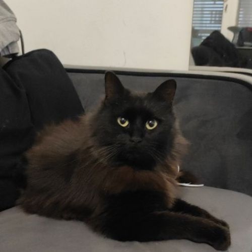 #FR211068 - Chat Perdu - Villefontaine | AnimalWeb #FR211068 - Chat Perdu - Villefontaine | AnimalWeb