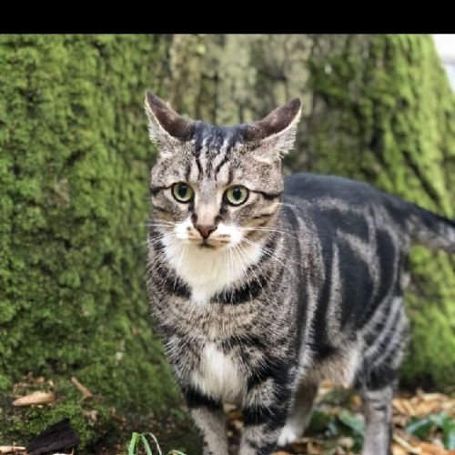 #FR211069 - Chat Perdu - Villebon-sur-Yvette | AnimalWeb #FR211069 - Chat Perdu - Villebon-sur-Yvette | AnimalWeb