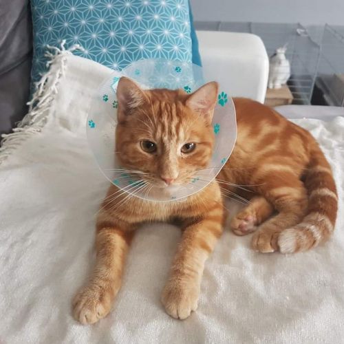 #FR210107 - Chat Perdu #FR210107 - Chat Perdu