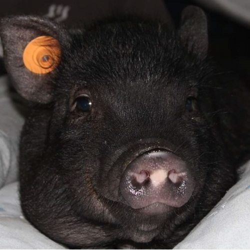 #FR211075 - Concours Photos Animaux  - Ramilies | AnimalWeb