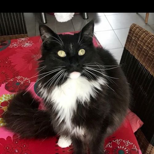 #FR210108 - Chat Perdu #FR210108 - Chat Perdu