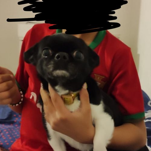 #FR211092 - Chien Perdu - Mortagne-au-Perche | AnimalWeb #FR211092 - Chien Perdu - Mortagne-au-Perche | AnimalWeb