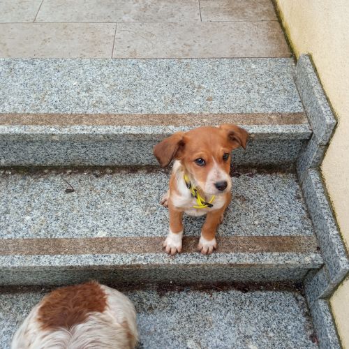 #FR211103 - Chien Perdu - Boussy-Saint-Antoine | AnimalWeb