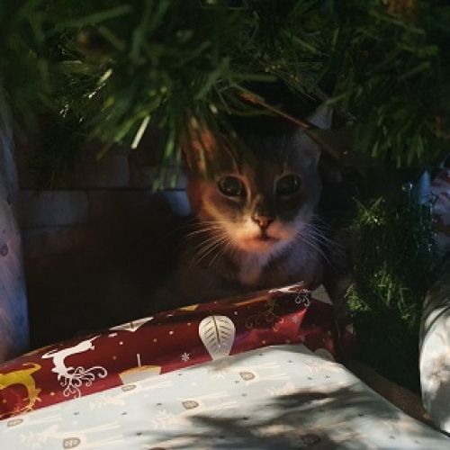 #FR211114 - Concours Photos Animaux - Aywaille | AnimalWeb