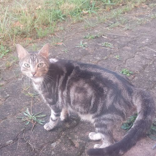 #FR221127 - Chat Perdu - Champniers-et-Reilhac | AnimalWeb #FR221127 - Chat Perdu - Champniers-et-Reilhac | AnimalWeb