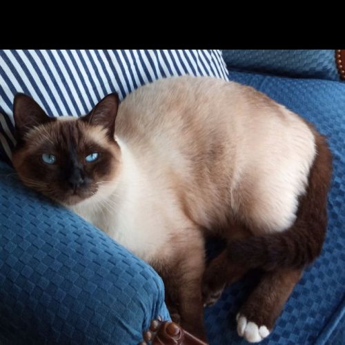 #FR221130 - Chat Perdu - Mignaloux Beauvoir | AnimalWeb #FR221130 - Chat Perdu - Mignaloux Beauvoir | AnimalWeb