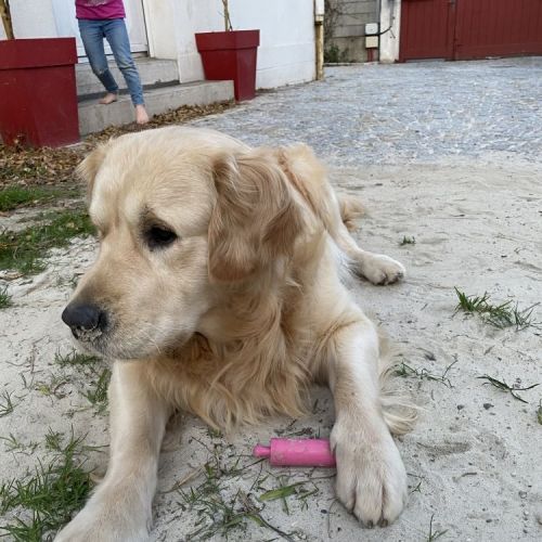 #FR221131 - Chien Perdu - Bayonne | AnimalWeb