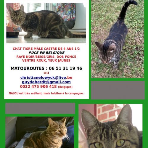 #FR221132 - Chat Perdu - Villeneuve l'Archevêque | AnimalWeb #FR221132 - Chat Perdu - Villeneuve l'Archevêque | AnimalWeb