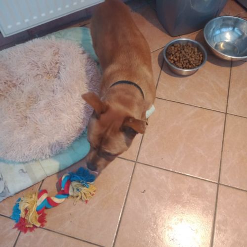 #FR221135 - Chien Perdu - Saint-Léger | AnimalWeb