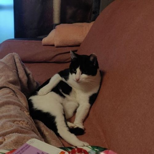 #FR221137 - Chat Perdu - Épinay-sous-Sénart | AnimalWeb #FR221137 - Chat Perdu - Épinay-sous-Sénart | AnimalWeb