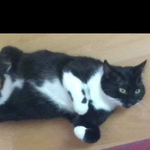 #FR210114 - Chat Perdu