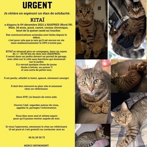 #FR221142 - Chat Perdu - Haspres | AnimalWeb #FR221142 - Chat Perdu - Haspres | AnimalWeb