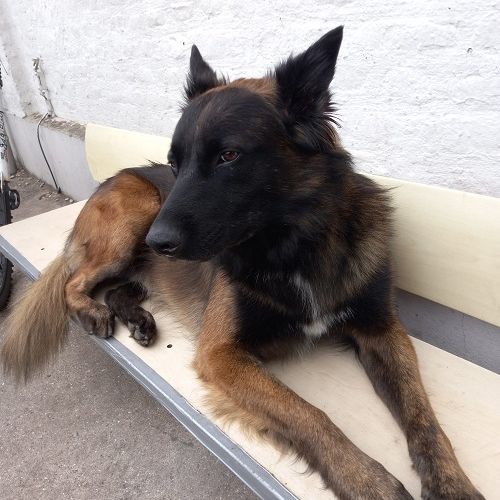 #FR221148 - Chiens Perdus - Valenciennes | AnimalWeb