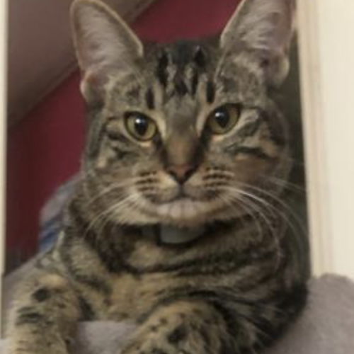 #FR221149 - Chat Perdu - Cergy | AnimalWeb #FR221149 - Chat Perdu - Cergy | AnimalWeb