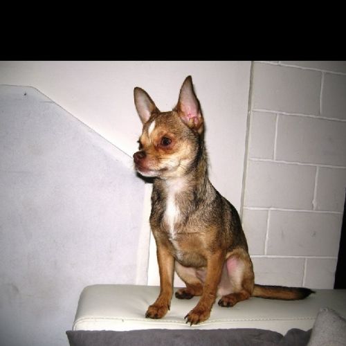 #FR221150 - Chien Perdu - Hermaville | AnimalWeb #FR221150 - Chien Perdu - Hermaville | AnimalWeb