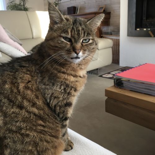 #FR221154 - Chat Perdu - Buisson du Cadouin | AnimalWeb #FR221154 - Chat Perdu - Buisson du Cadouin | AnimalWeb