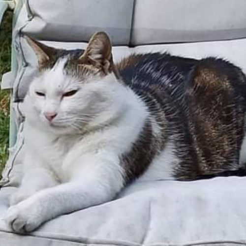 #FR221155 - Chat Perdu - Argenteuil | AnimalWeb #FR221155 - Chat Perdu - Argenteuil | AnimalWeb